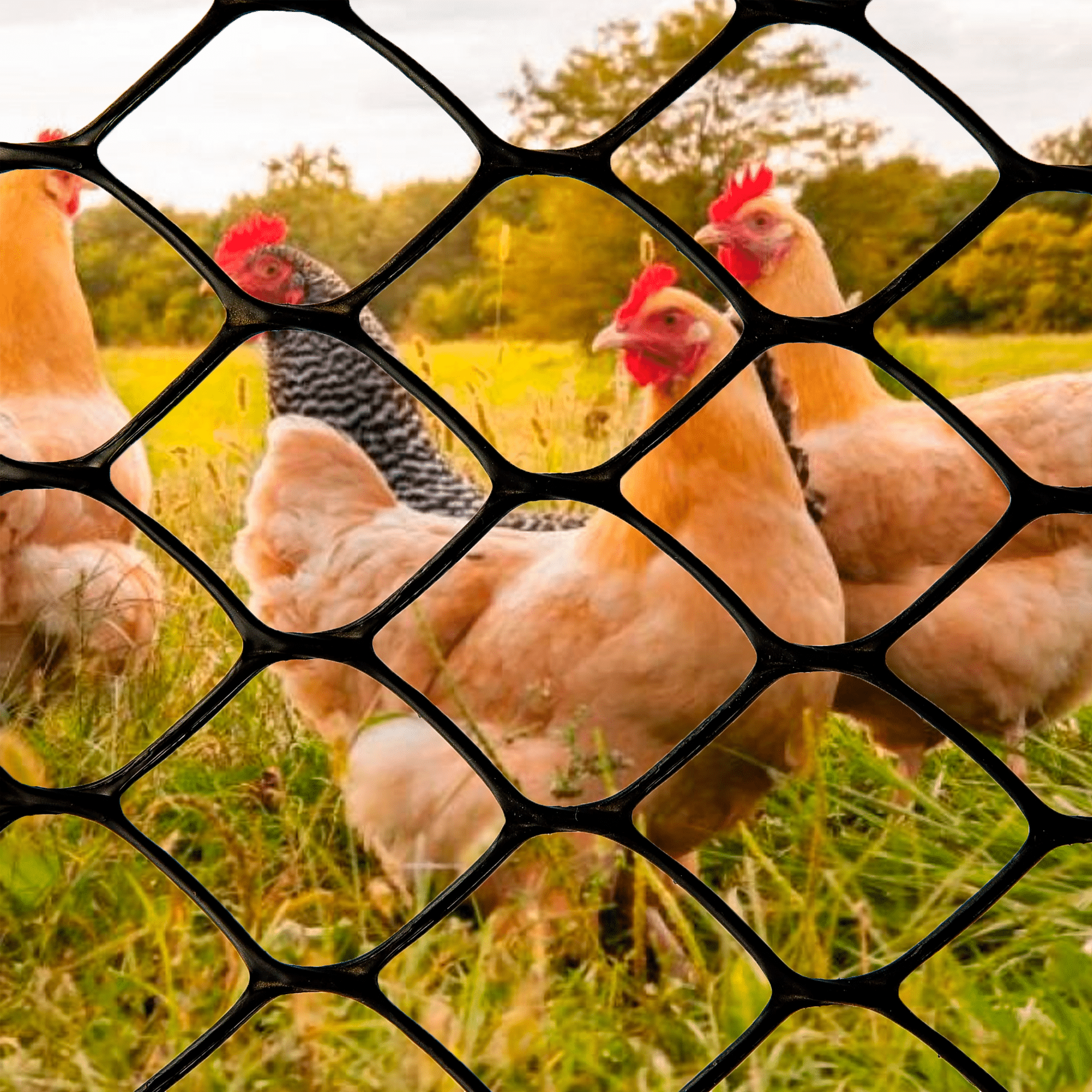 e989475a6d79cafc46c32a4930513cc3